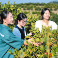 為油茶產業(yè)插上“AI”翅膀 ——隨縣澴潭鎮(zhèn)以干部提能為產業(yè)注入新活力