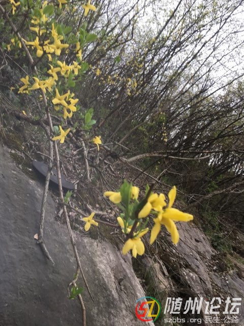 20190409173817301554807627427716.jpg
